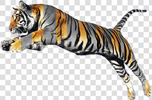 Animal Morphing  HD Png Download