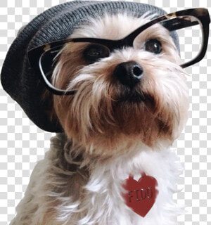 Hipster Dog  HD Png Download