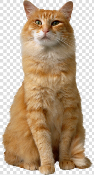 Cat Png   Cat Combs  Transparent Png