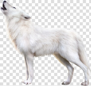 Arctic Fox Png Download Image   Arctic Fox Png  Transparent Png