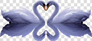 Banner Free Stock Cygnini Free Romantic Pull Png Image  Transparent Png