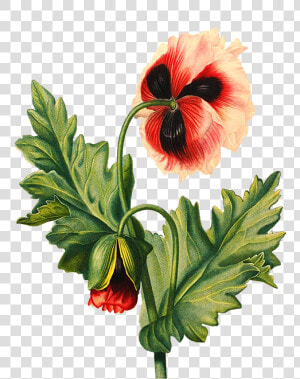 Flower Drawing Poppy   Transparent Background Flower Drawing Png  Png Download