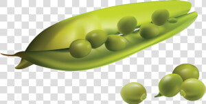 Best Free Pea Png Image Without Background   Realistic Vegetables Png Vector  Transparent Png