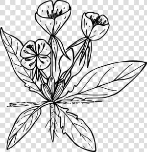 Black And White Drawing Of A Wild Flower Free Image   Line Drawn Wildflowers Png  Transparent Png