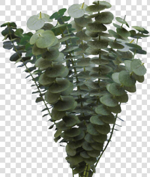 Fresh Eucalyptus Flower Online For Sale   Tree  HD Png Download