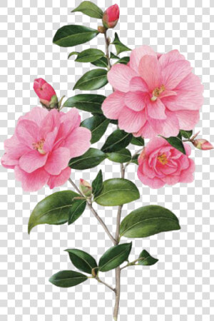  flower  spring  overlay  edits  edit  pink  kpopedit   Botanical Art  HD Png Download