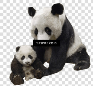 Panda And Baby   Giant Panda Transparent Png  Png Download