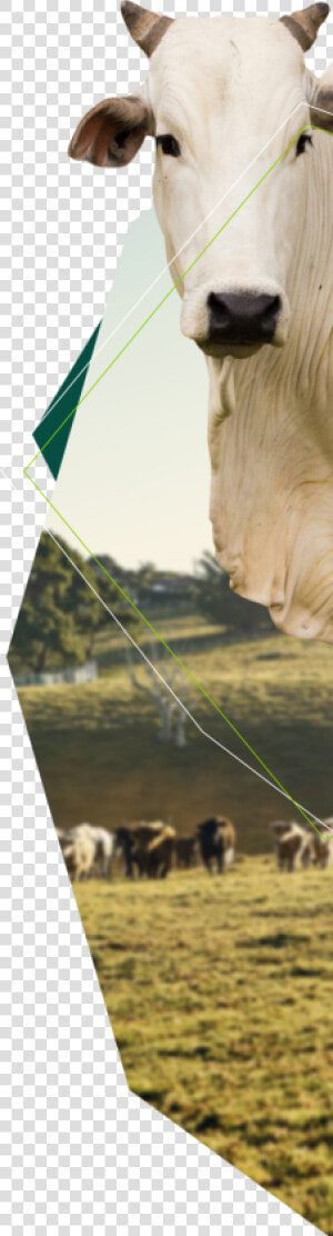 Bovine  HD Png Download