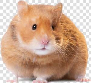 Hamster Png Image  Transparent Png