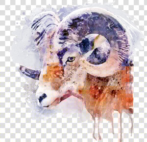 Bighorn Sheep Art  HD Png Download