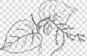 Collection Of Drawing   Money Plant Leaves Drawing  HD Png Download