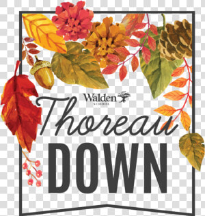 Digital Thoreau Down 2019 Logo Transparent Background   Poinsettia  HD Png Download