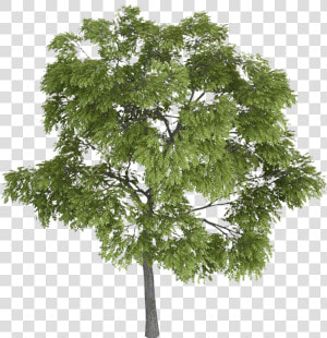 Tree Tree Tops  Trees Top View  Landscape Sketch  Landscape   Tree Facade Png  Transparent Png