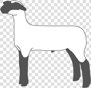 Lamb Clipart Two   Show Lamb Clip Art  HD Png Download