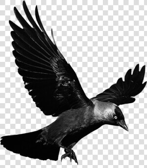  cuervo  pajaro  negro  glitch  terror  miedo  ave   Transparent Background Raven Png  Png Download