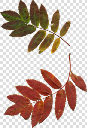Autumn Rowan Png  Transparent Png