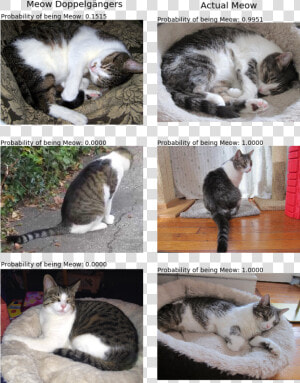 Meow Alike1   Cat Yawns  HD Png Download