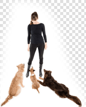 Cat Jumps  HD Png Download