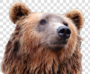 Bear Head Png Image   Puppy Russian Bear Dog  Transparent Png