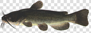 Brown Bullhead Catfish  HD Png Download