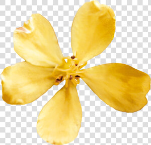 Impatiens  HD Png Download