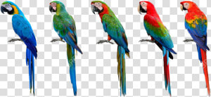 Wild Green Wing Macaw  HD Png Download