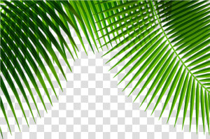 mq  green  leafs  nature  border  borders  HD Png Download