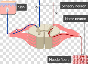 Spinal Cord Segment Cross sectional Image Showing The   Spinal Nerves Sensory And Motor  HD Png Download