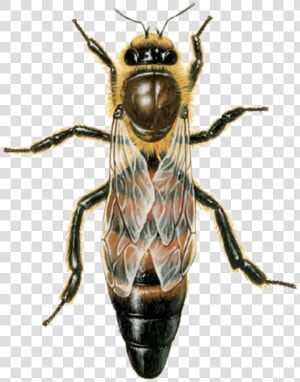 Do Honey Bees Look Like  HD Png Download