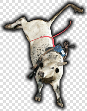 Thumb Image   Jaripeo Ranchero Png  Transparent Png