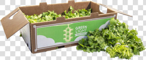 Spring Greens  HD Png Download