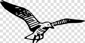 Seagull Graphic  HD Png Download