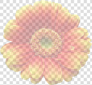 Transparent Background Translucent Png Flowers  Png Download