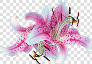 Clip Art Pictures Of Stargazer Lilies   Transparent Background Lilies Png  Png Download