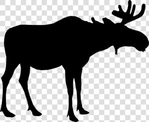 Moose Silhouette Deer Vector Graphics Portable Network  HD Png Download