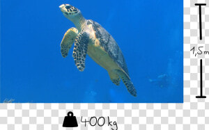 Hawksbill Sea Turtle  HD Png Download