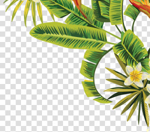 Plant Leaves  Tree Leaves  Tropical  Seeds  Plants    Tropical Palm Leaves Png  Transparent Png