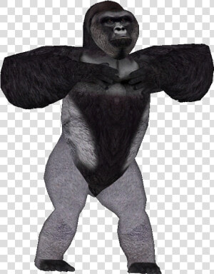 Harambe Transparent Background  HD Png Download