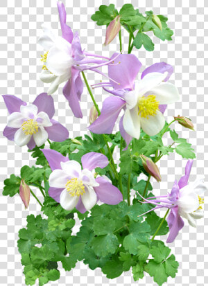 Pink Flower Plant Garden Free Photo   Portable Network Graphics  HD Png Download