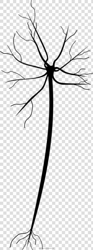 Neuron Coloring Page  HD Png Download