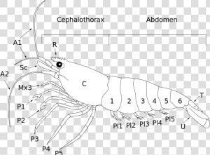 Anatomy Shrimp Png   Png Download   Homarus  Transparent Png