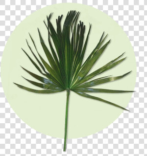 Pond Pine  HD Png Download