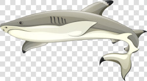Blacktip Reef Shark Clipart  HD Png Download