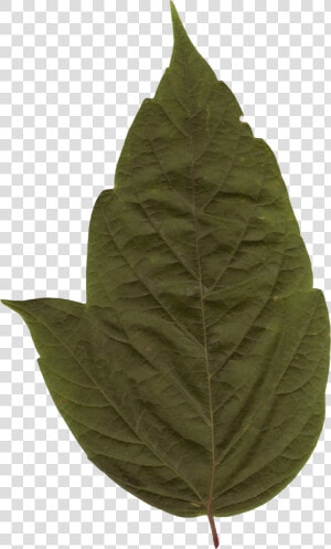 Preview   Maple Leaf  HD Png Download