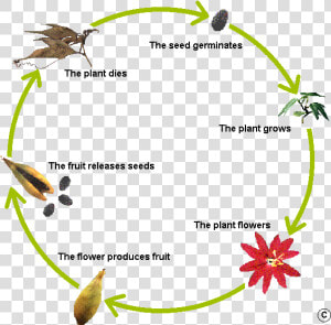 Flower Life Cycle Clipart Svg Royalty Free Library   Plants  HD Png Download