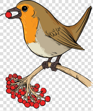 European Robin  HD Png Download