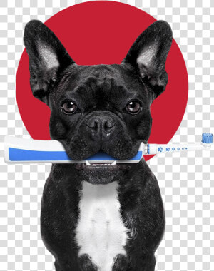Clip Art Dogs And Toothbrushes Don   French Bulldog And Vegetables  HD Png Download
