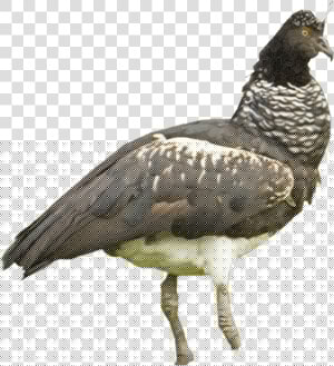 Horned Screamer White Background  HD Png Download