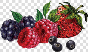 Berries Png   Siggi  39 s Nonfat Acai  amp  Mixed Berries Yogurt  Transparent Png