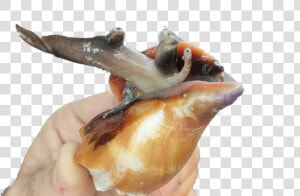 Conch Png Free Image Download   Animal In Sankh  Transparent Png